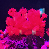 イソギンチャクの写真